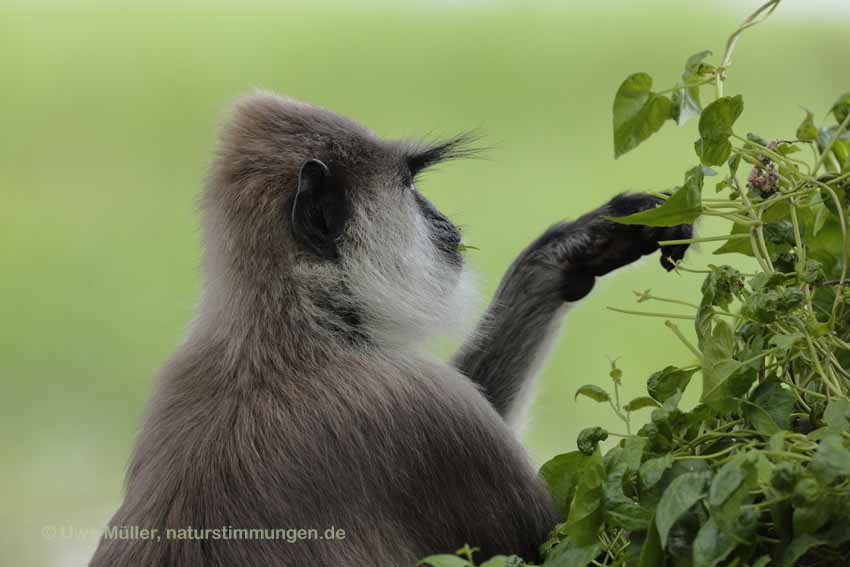 Weissbartlangur (Semnopithecus vetulus)