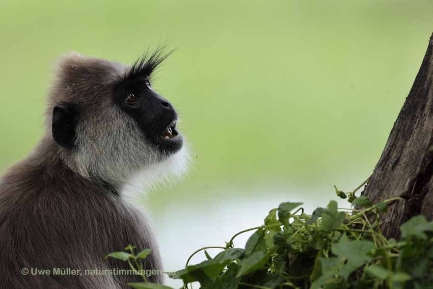 Weissbartlangur (Semnopithecus vetulus)