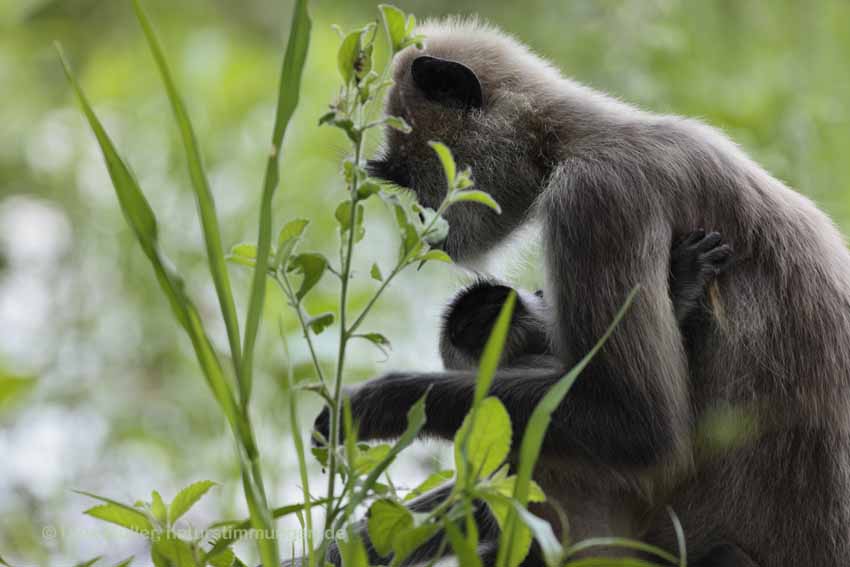 Weissbartlangur (Semnopithecus vetulus)