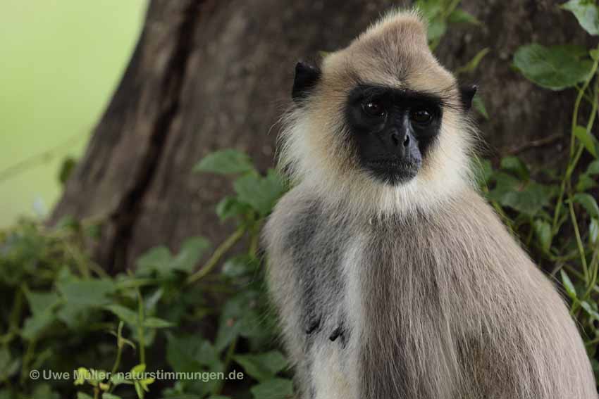 Weissbartlangur (Semnopithecus vetulus)