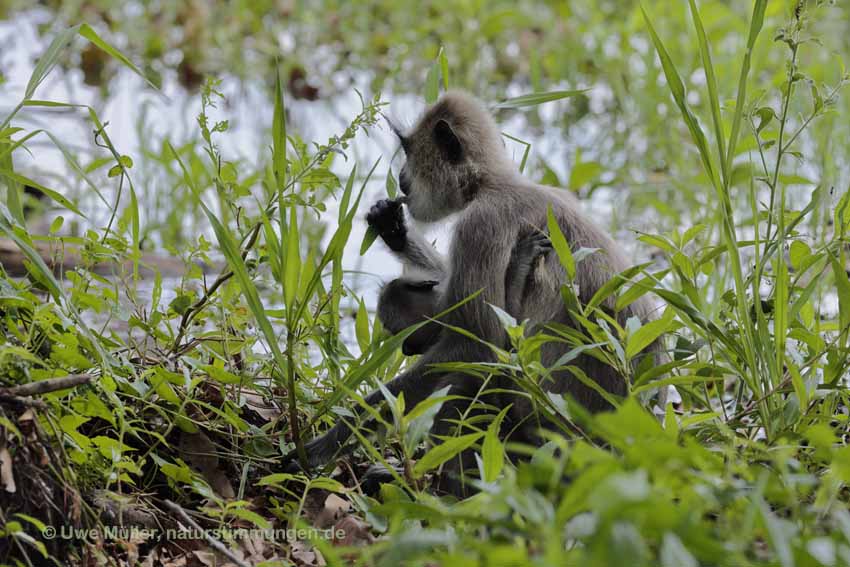 Weissbartlangur (Semnopithecus vetulus)