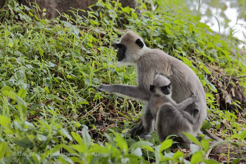 Weissbartlangur (Semnopithecus vetulus)