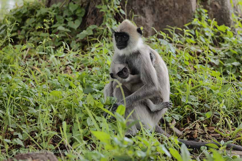 Weissbartlangur (Semnopithecus vetulus)