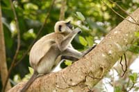 Weissbartlangur (Semnopithecus vetulus)