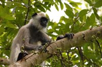 Weissbartlangur (Semnopithecus vetulus)