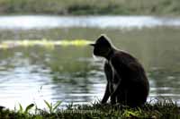 Weissbartlangur (Semnopithecus vetulus)