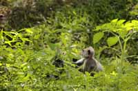 Weissbartlangur (Semnopithecus vetulus)