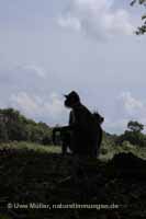 Weissbartlangur (Semnopithecus vetulus)