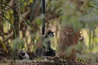 Weissbartlangur (Semnopithecus vetulus)