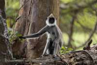 Weissbartlangur (Semnopithecus vetulus)