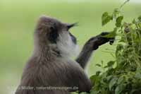 Weissbartlangur (Semnopithecus vetulus)