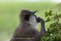 Weissbartlangur (Semnopithecus vetulus)