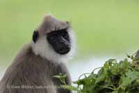 Weissbartlangur (Semnopithecus vetulus)