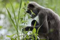 Weissbartlangur (Semnopithecus vetulus)