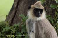 Weissbartlangur (Semnopithecus vetulus)