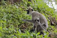 Weissbartlangur (Semnopithecus vetulus)