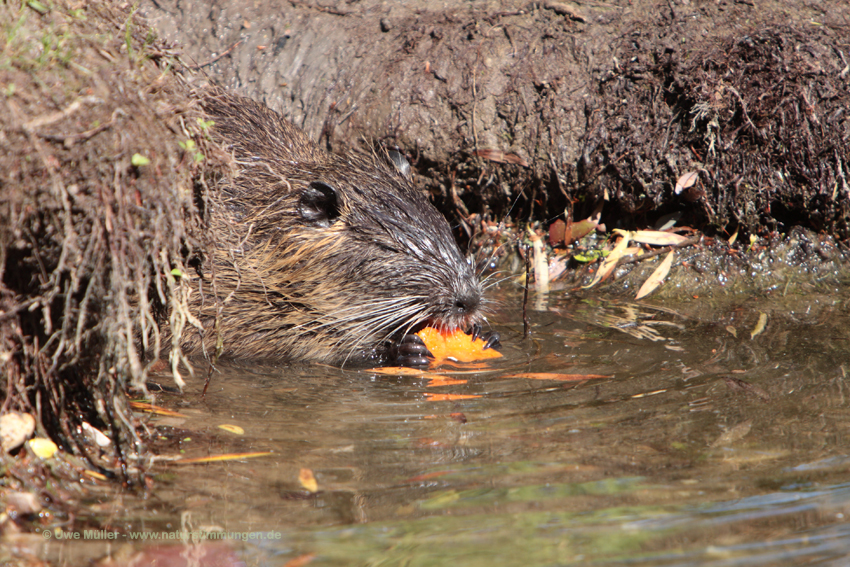 Nutria (Myocastor coypus)