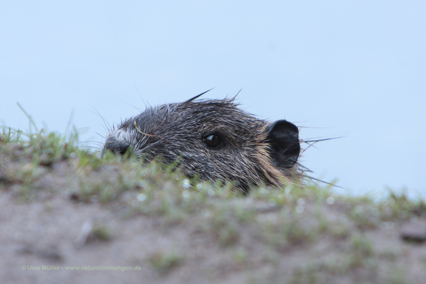 Nutria (Myocastor coypus)