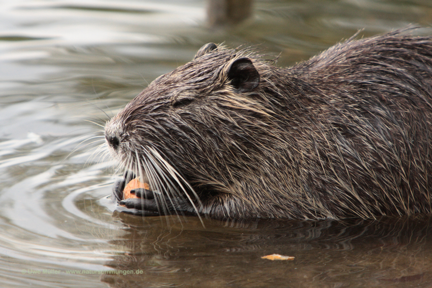 Nutria (Myocastor coypus)