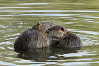 Nutria (Myocastor coypus)