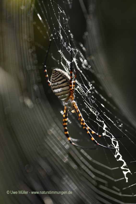 Wespenspinne, auch Zebraspinne, Tigerspinne Seidenbandspinne (Argiope bruennichi)