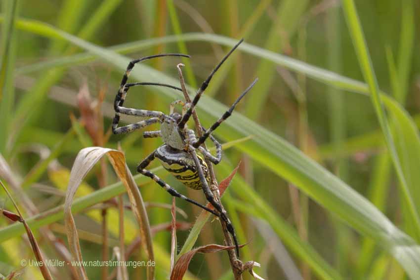 Wespenspinne, auch Zebraspinne, Tigerspinne Seidenbandspinne (Argiope bruennichi)