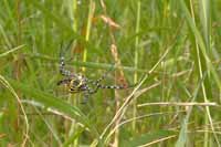 Wespenspinne, auch Zebraspinne, Tigerspinne, Seidenbandspinne (Argiope bruennichi)