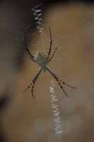 Wespenspinne, auch Zebraspinne, Tigerspinne, Seidenbandspinne (Argiope bruennichi)