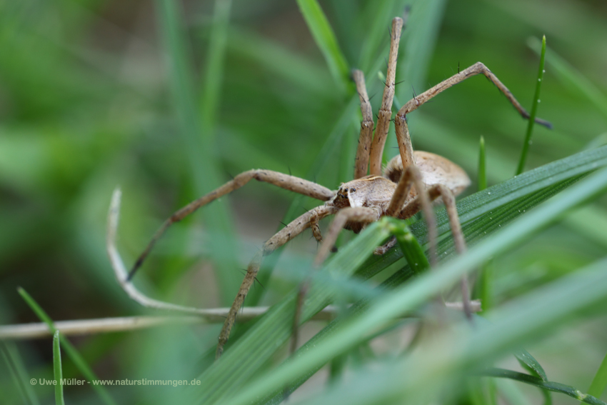 Listspinne (Pisaura mirabilis)