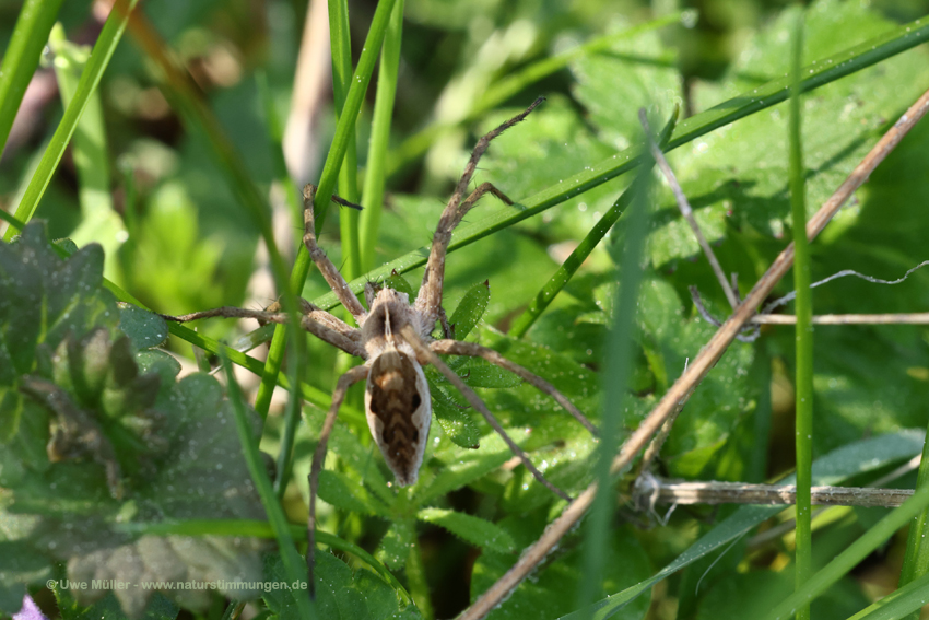 Listspinne (Pisaura mirabilis)