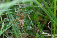 Listspinne (Pisaura mirabilis)