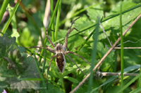 Listspinne (Pisaura mirabilis)