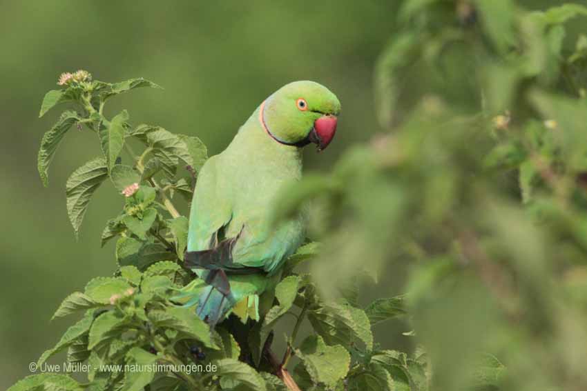 Halsbandsittich (Psittacula krameri)