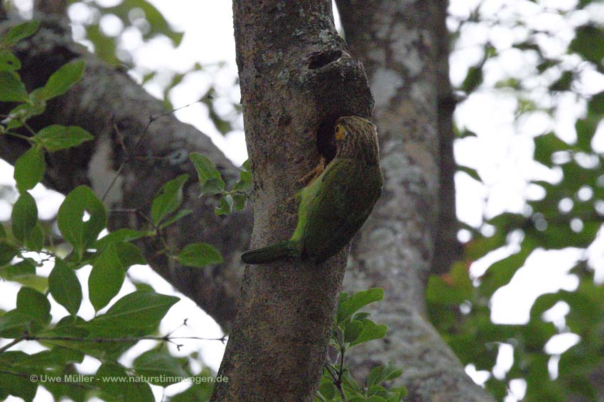 Braunkopf-Bartvogel (Psilopogon zeylanicus)