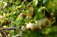 Braunkopf-Bartvogel (Psilopogon zeylanicus)