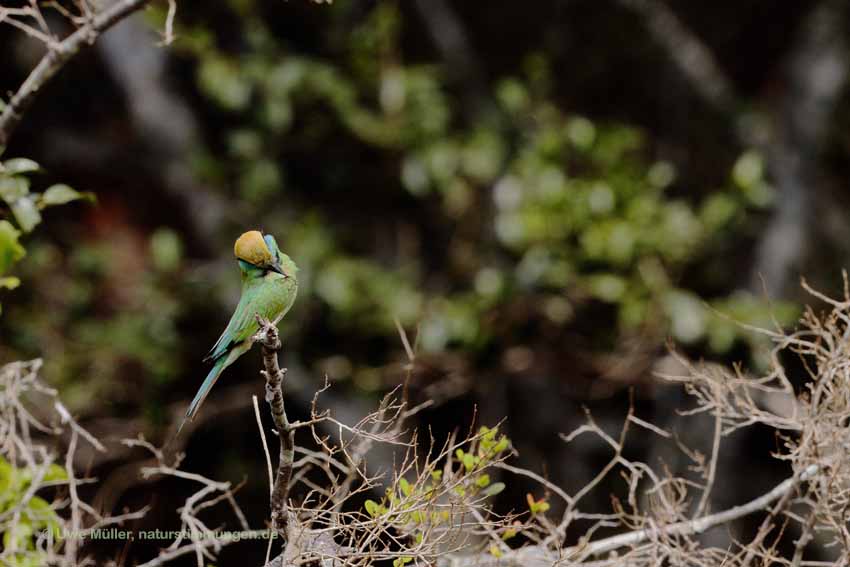 Smaragdspint (Merops orientalis)