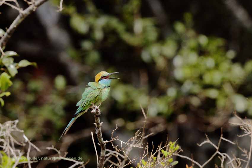 Smaragdspint (Merops orientalis)