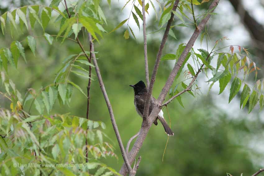 Rotsteißbülbül (Pycnonotus cafer)