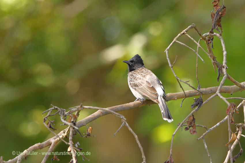 Rotsteißbülbül, auch Rußbülbül (Pycnonotus cafer)