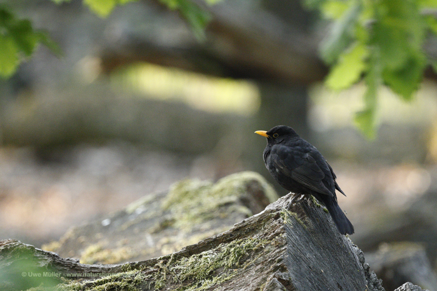 Amsel (Turdus merula)