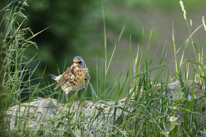 Wacholderdrossel (Turdus pilaris)