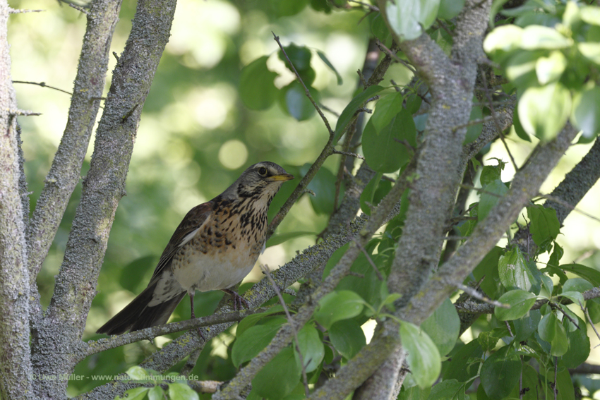 Wacholderdrossel (Turdus pilaris)