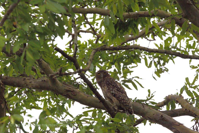 Wellenbrust-Fischuhu (Ketupa zeylonensis)