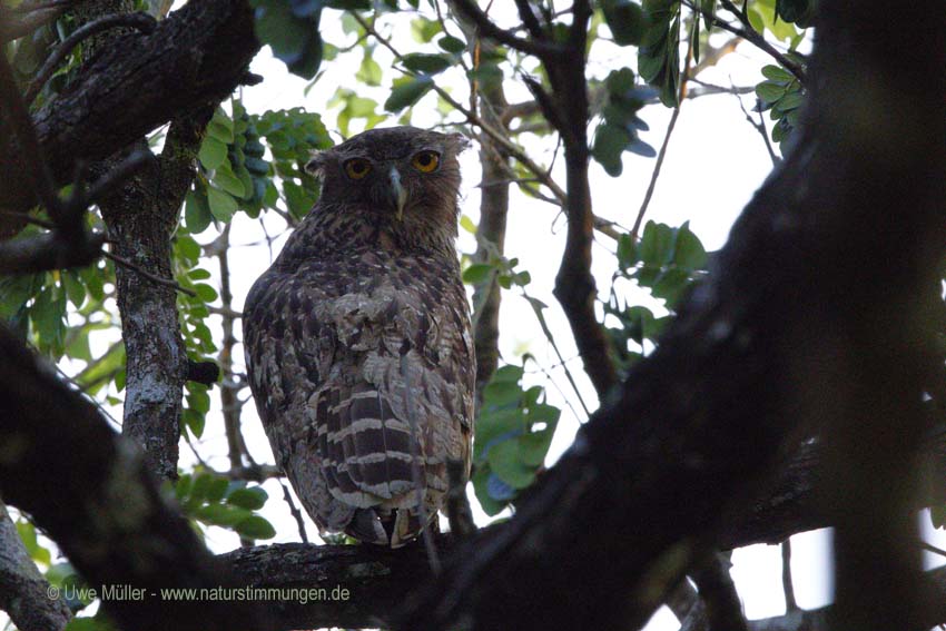 Wellenbrust-Fischuhu (Ketupa zeylonensis (Bubo zeylonensis))