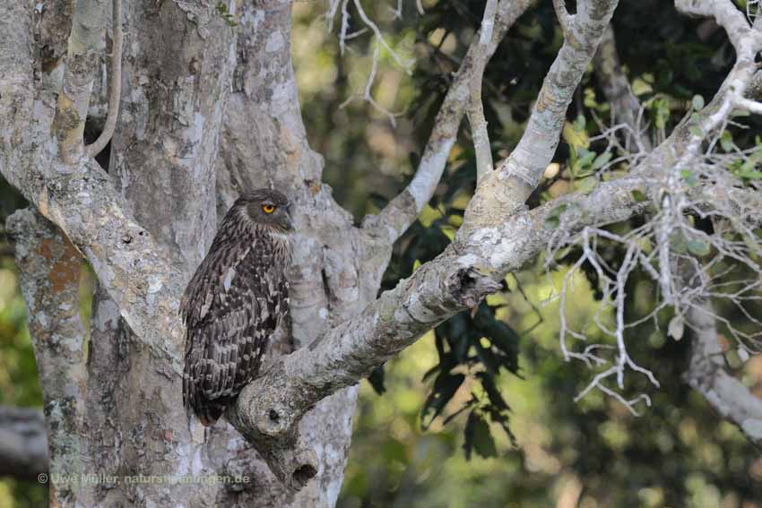 Wellenbrust-Fischuhu (Ketupa zeylonensis)