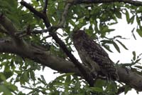 Wellenbrust-Fischuhu (Ketupa zeylonensis (Bubo zeylonensis))