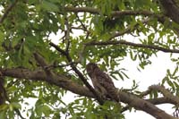 Wellenbrust-Fischuhu (Ketupa zeylonensis (Bubo zeylonensis))