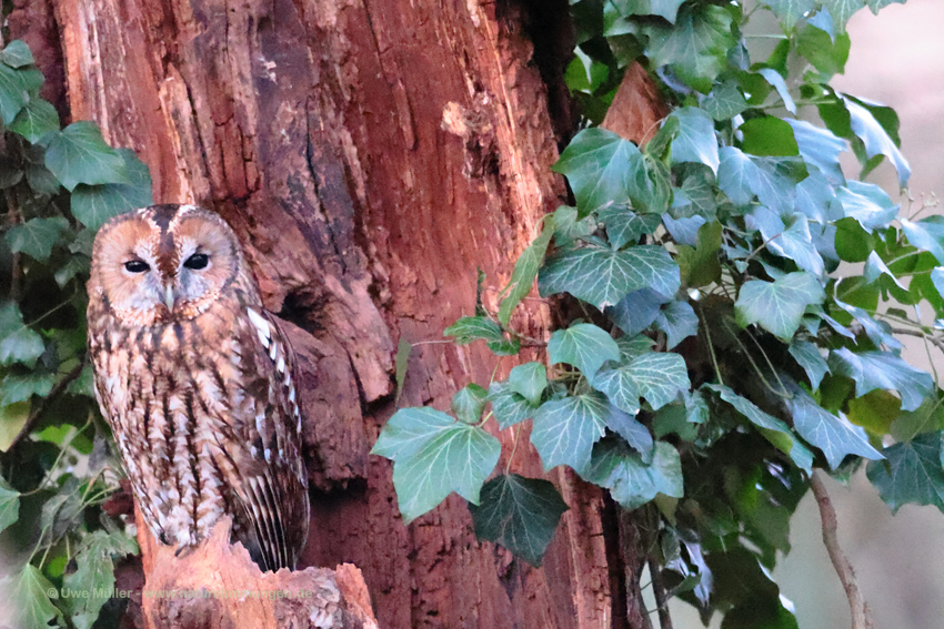 Waldkauz (Strix aluco)