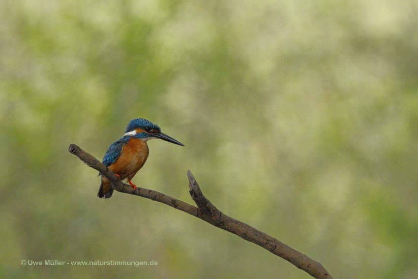 Eisvogel (Alcedo atthis)