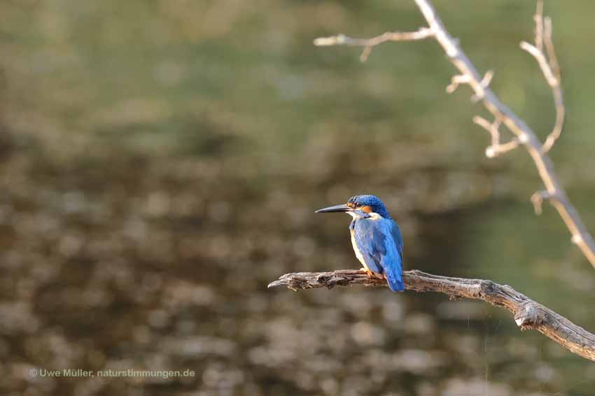 Eisvogel (Alcedo atthis)